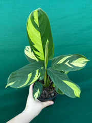Calathea Pilosa ‘Golden Mosaic’