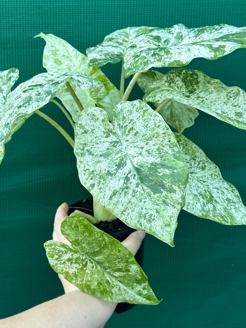Alocasia odora batik ‘Splash’