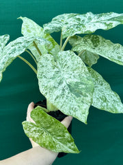 Alocasia odora batik ‘Splash’
