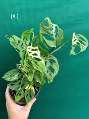 Monstera ‘Adansonii’ Variegated Albo