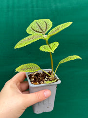 Pilea involucrata