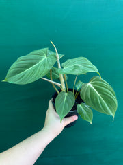 Philodendron ‘Gloriosum’
