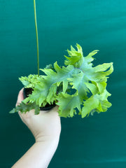 Phlebodium Aureum 'Davana’