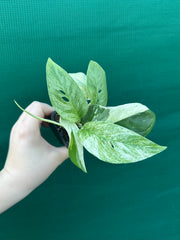 Monstera ‘Laniata      Variegata Mint’