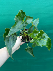 Anthurium ferrierense crisped