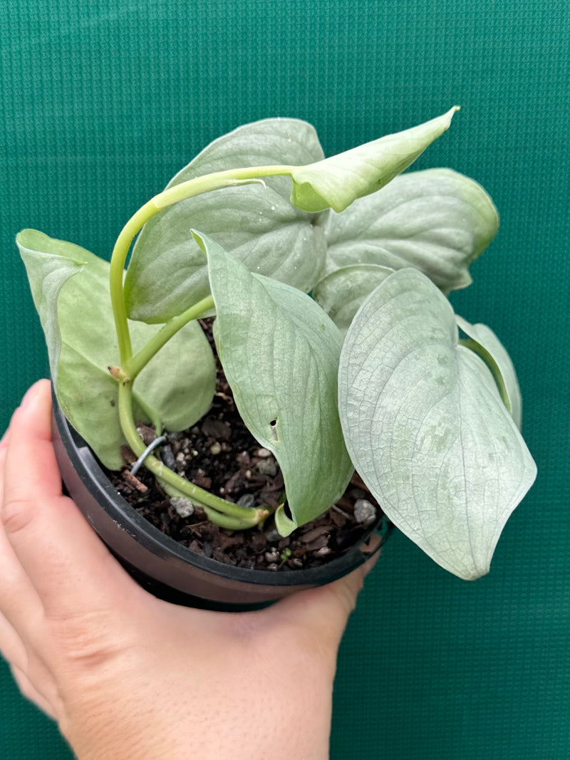 Schindapsus ‘Silver Hero’