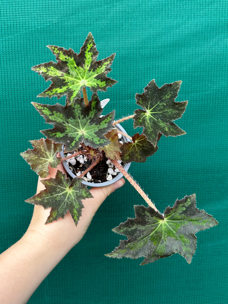 Begonia ‘Autumn Star’ NEW