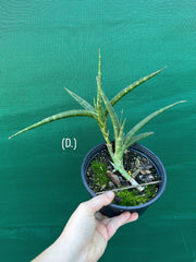 Sansevieria ballyi NEW