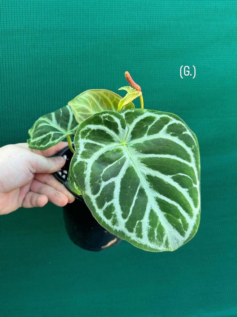 Anthurium crystallinum hybrid NEW