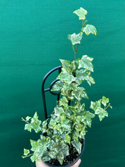 Hedera Ivy ‘Helix Camouflage’ NEW