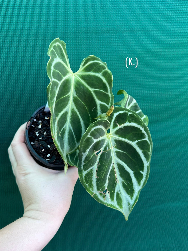 Anthurium crystallinum hybrid NEW