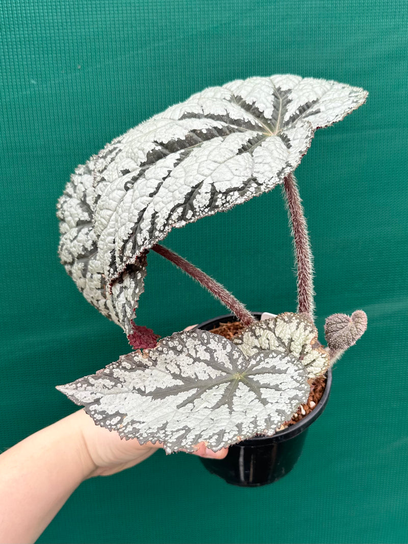 Begonia ‘Polonaise’