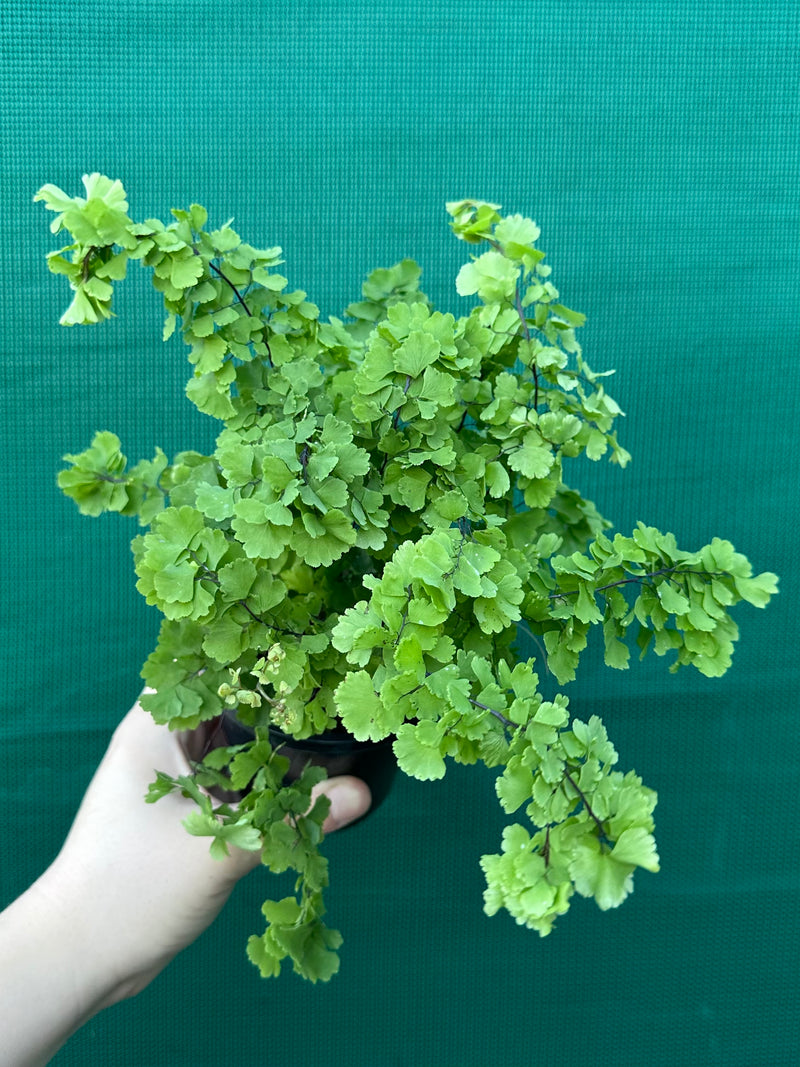 Adiantum unknown 2