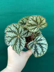 Begonia NOID (unknown Vietnam) NEW