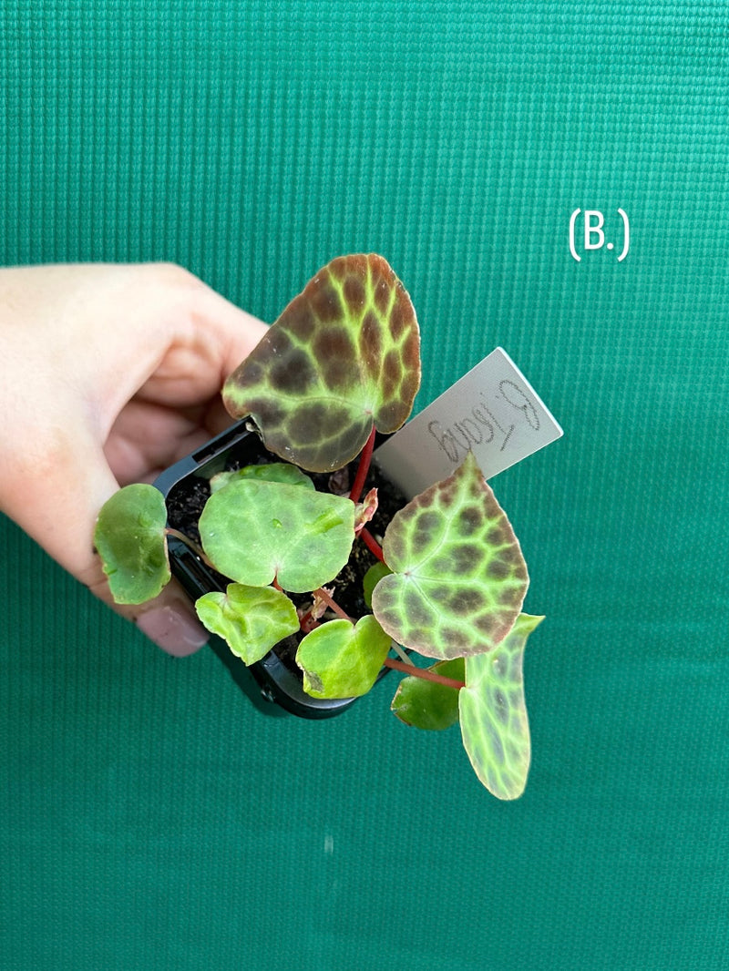 Begonia trang