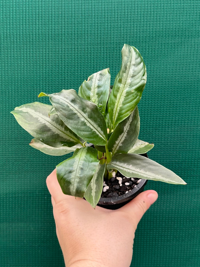 Schismatoglottis motteyana NEW