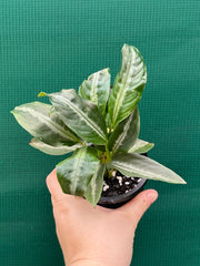 Schismatoglottis motteyana NEW