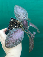 Episcia cupreata