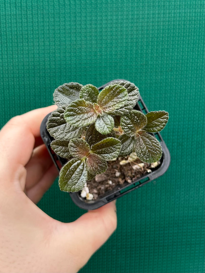Pilea repens