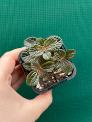 Pilea repens