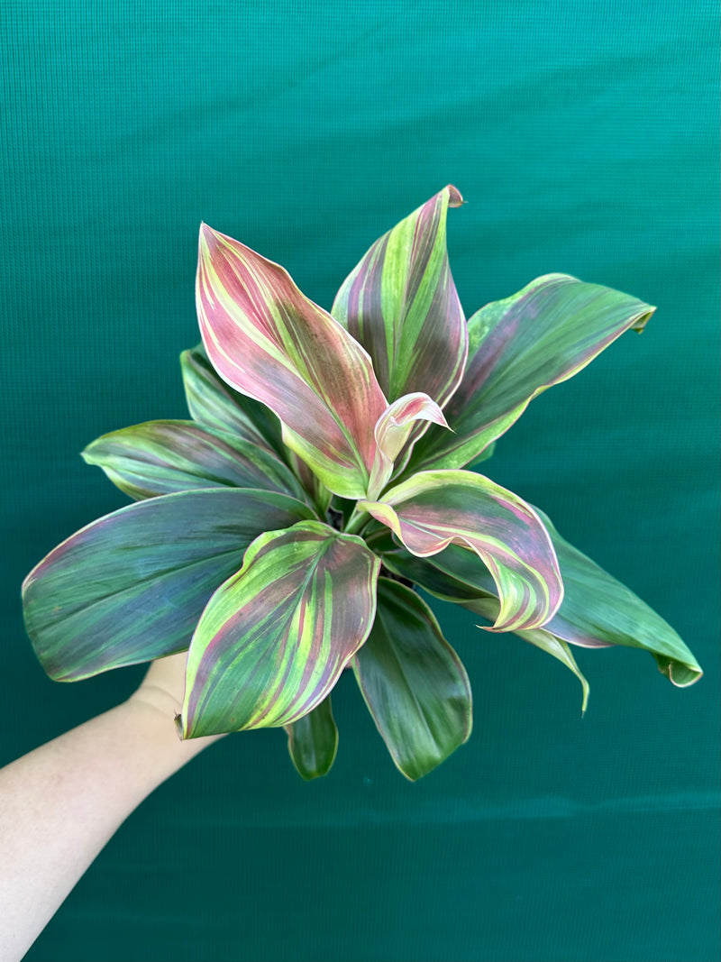 Cordyline fruticosa ‘Burlesque’