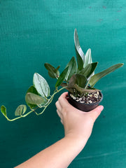 Schindapsus Treubii Dark Form