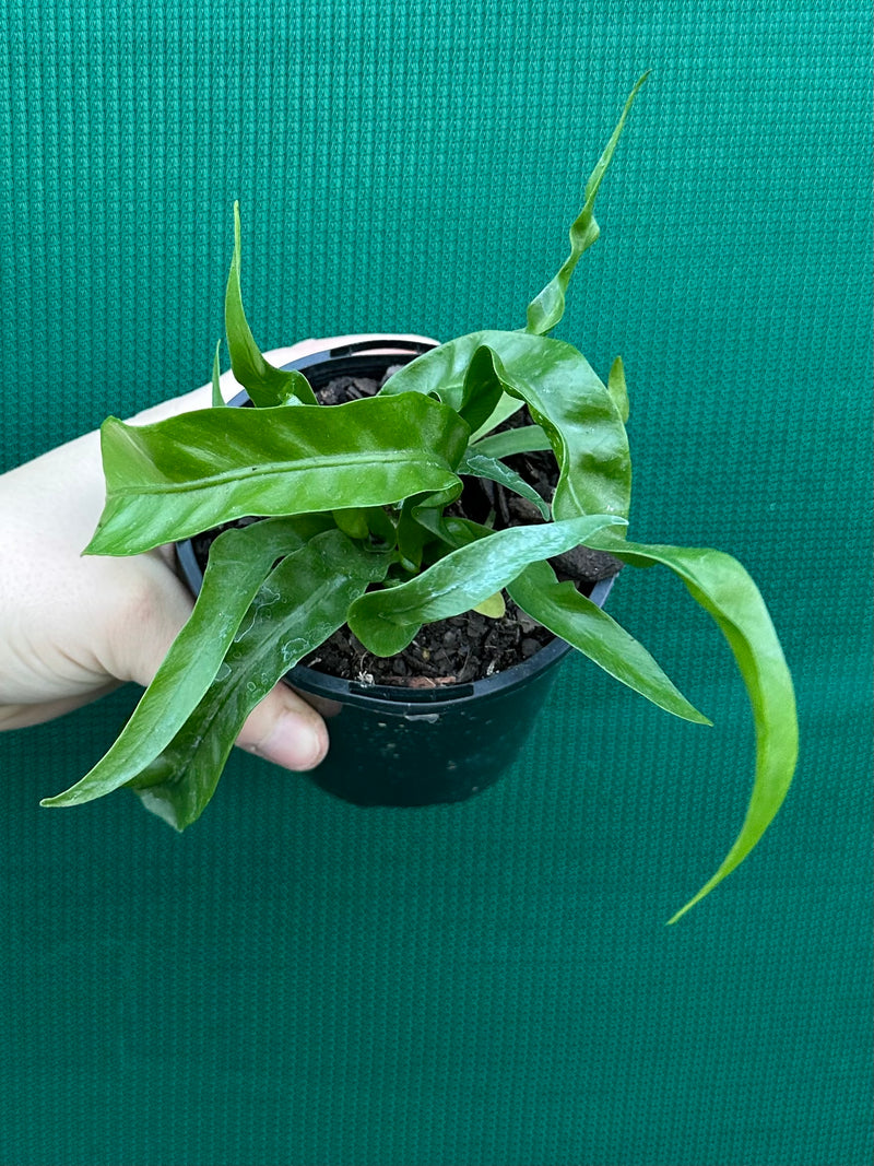 Asplenium ‘Hurricane’ NEW
