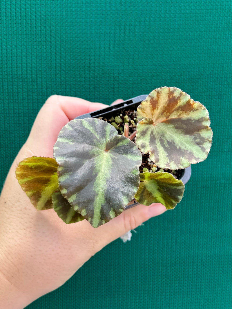 Begonia ‘Cleopatrae’