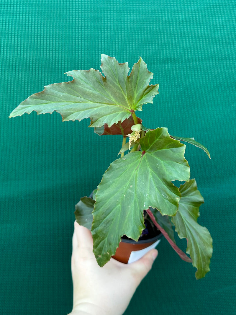 Begonia ‘Norma’s Delight' NEW