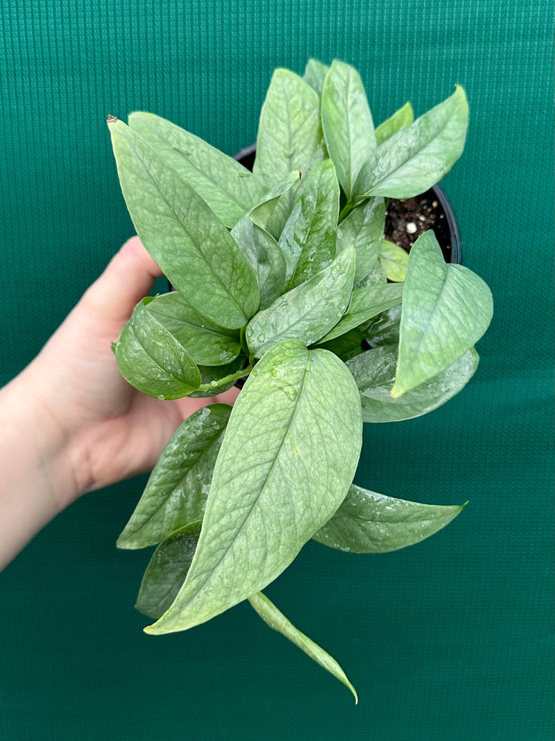 Epipremnum Pinnatum Cebu Blue