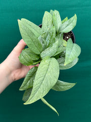 Epipremnum Pinnatum Cebu Blue