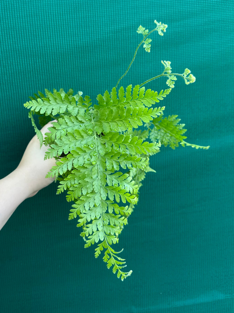 Dryopteris dilatata ‘Broad Buckler Fern’