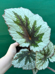 Begonia ‘Silver Anniversary’