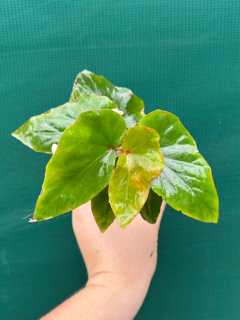 Begonia ‘Sachsen’