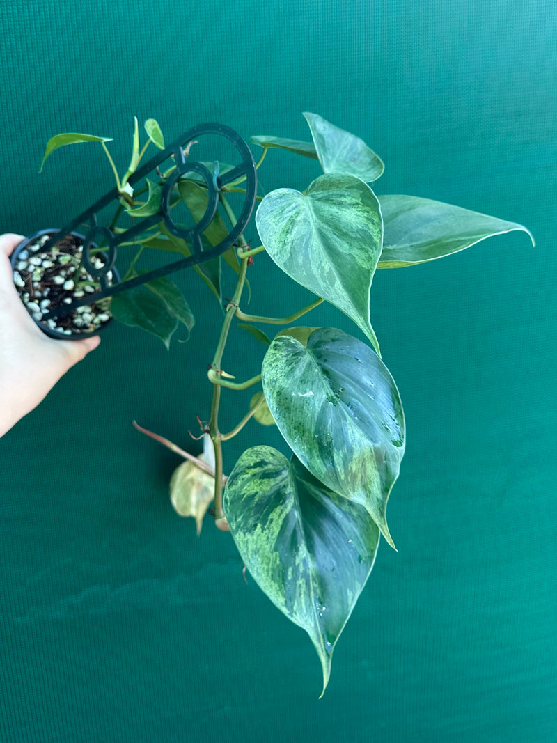 Philodendron Heart-leaf Variegated