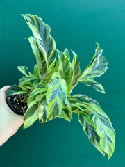 Calathea ‘Thai Beauty’