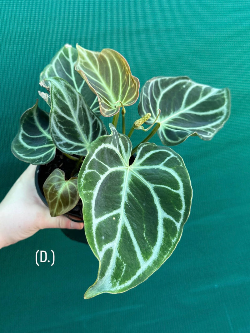 Anthurium crystallinum hybrid NEW