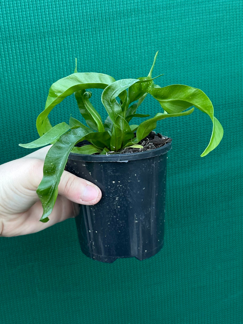 Asplenium ‘Hurricane’ NEW