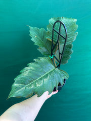Philodendron ‘Pluto’
