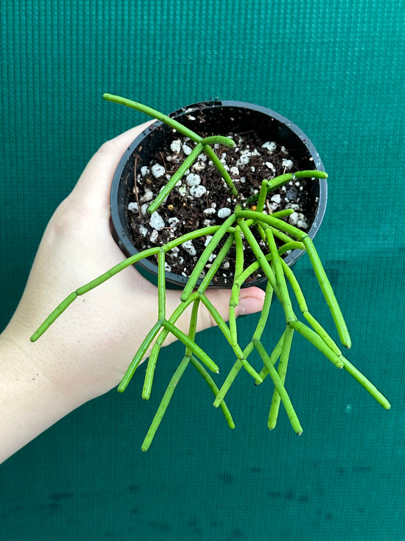 Rhipsalis Grandiflora