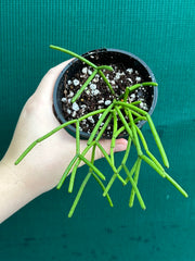 Rhipsalis Grandiflora