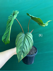 Philodendron sp Colombia NEW