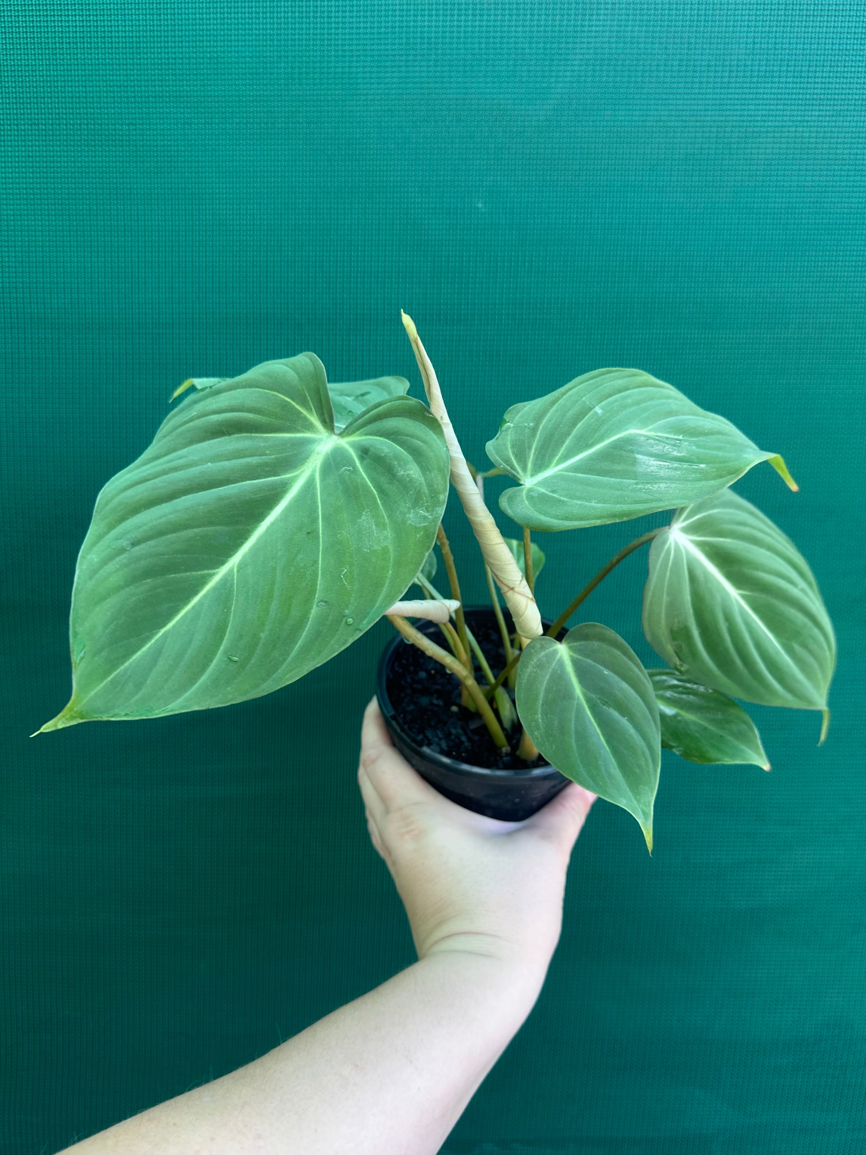 philodendron gloriosum for sale australia Philodendron 'Gloriosum'