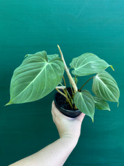 Philodendron ‘Gloriosum’