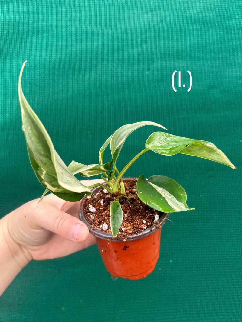 Philodendron hederaceum 'Rio' NEW