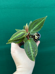 Monolena primuliflora NEW