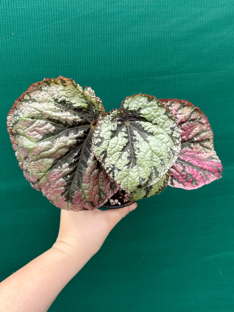 Begonia ‘Logan Beauty’