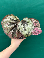 Begonia ‘Logan Beauty’