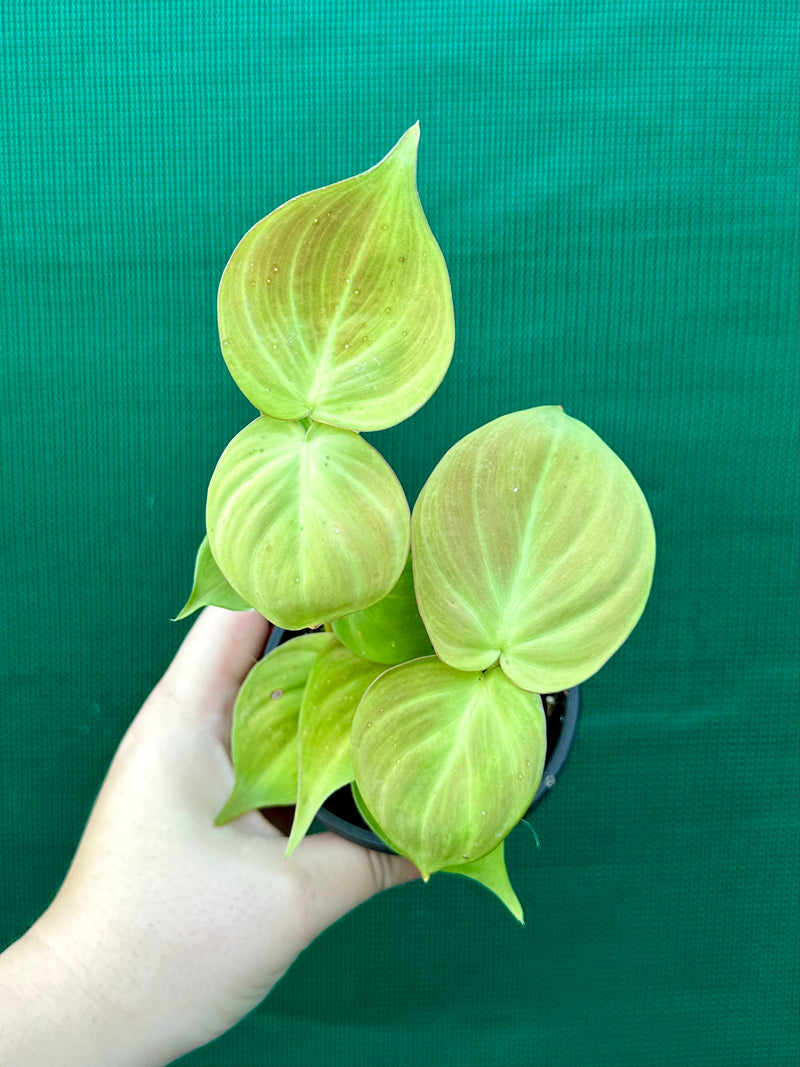 Philodendron Camposportoanum
