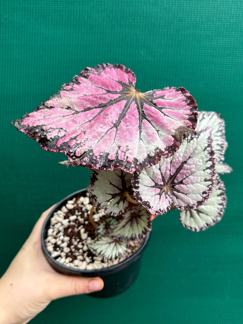 Begonia NOID 63